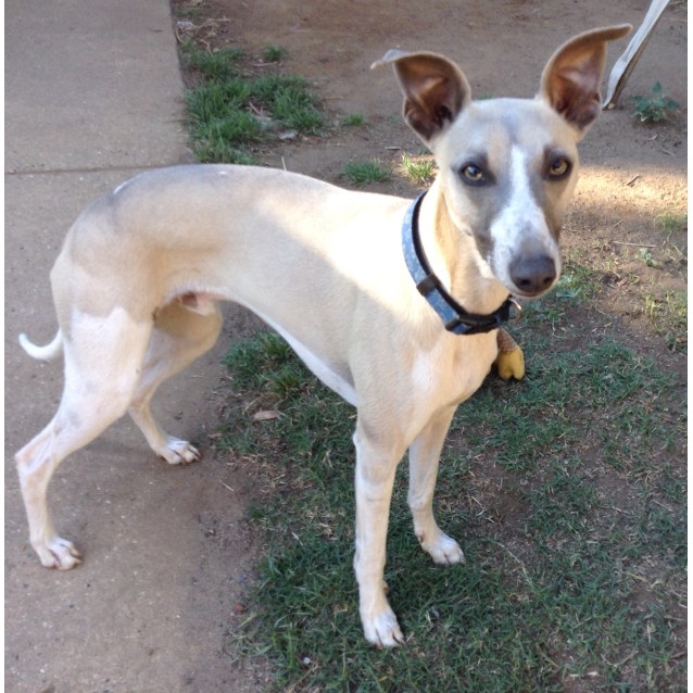 Peanut Medium Male Whippet Dog In Nsw Petrescue