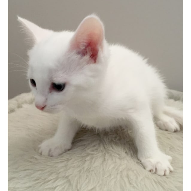 Sarah The Sweet Cuddly White Kitten Female Domestic Short Hair Cat In Vic Petrescue