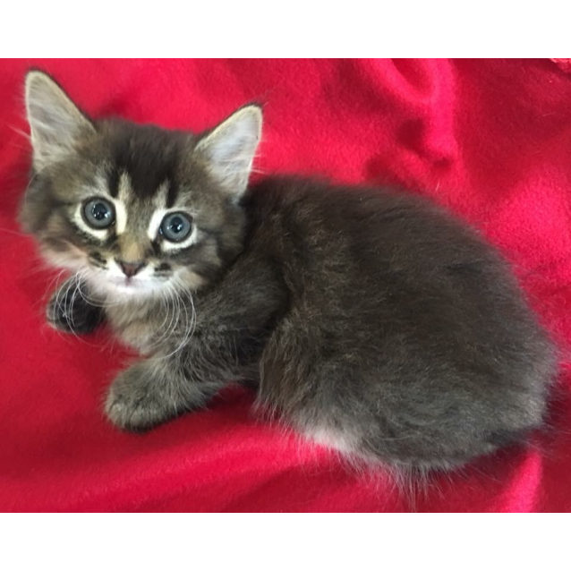 Tyler - Female Domestic Short Hair Cat in QLD - PetRescue