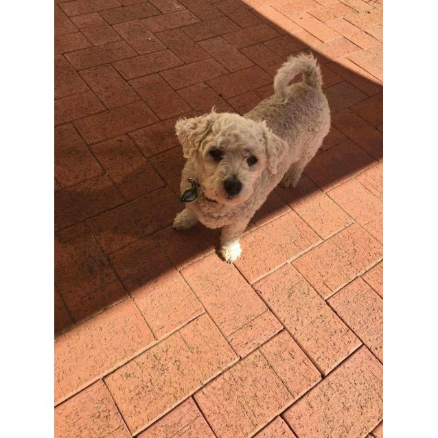 Phoenix Small Female Bichon Frise X Poodle Mix Dog In Wa Petrescue