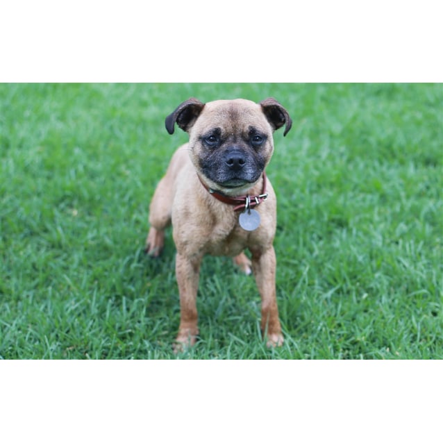 pug staffordshire bull terrier mix