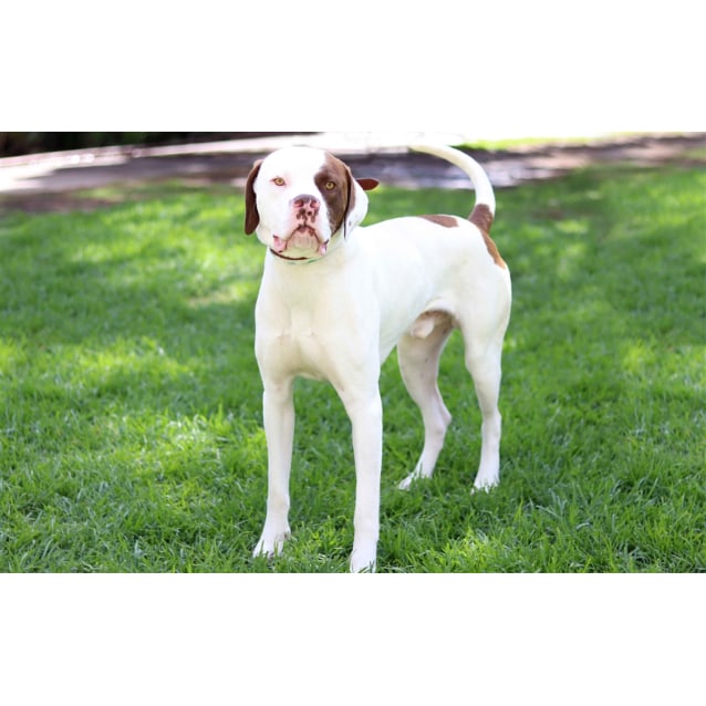 Buddy Large Male American Bulldog x English Pointer Mix