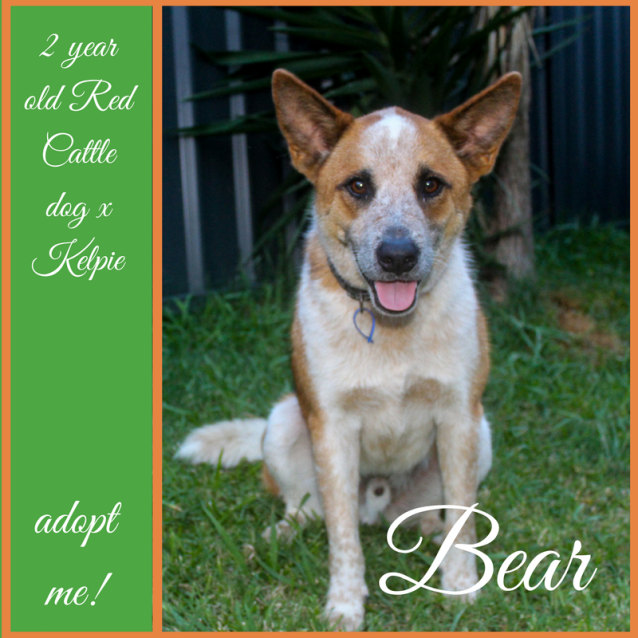 Bear Red Cattle Dog X Kelpie On Trial 26 1 18 Medium Male Australian Cattle Dog X Kelpie Mix Dog In Nsw Petrescue