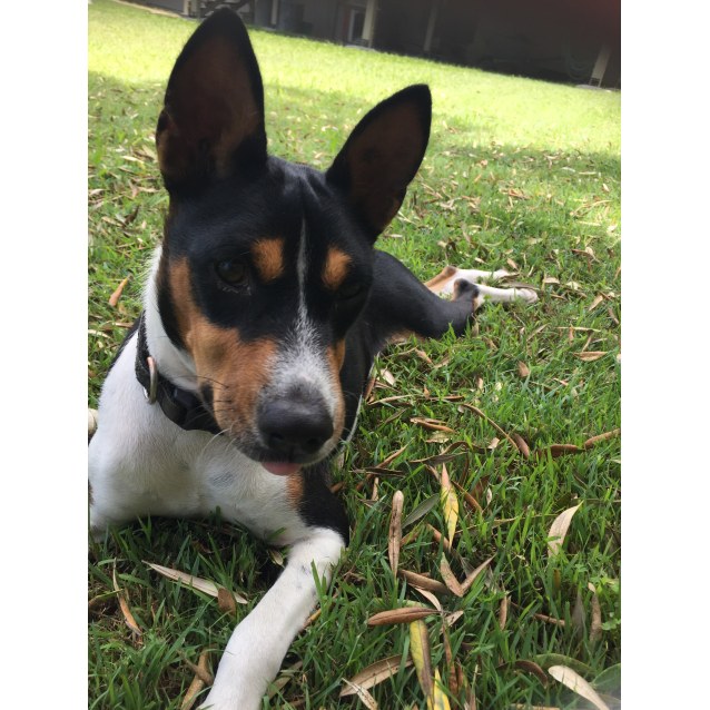 basenji fox