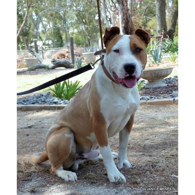 bull terrier x bulldog