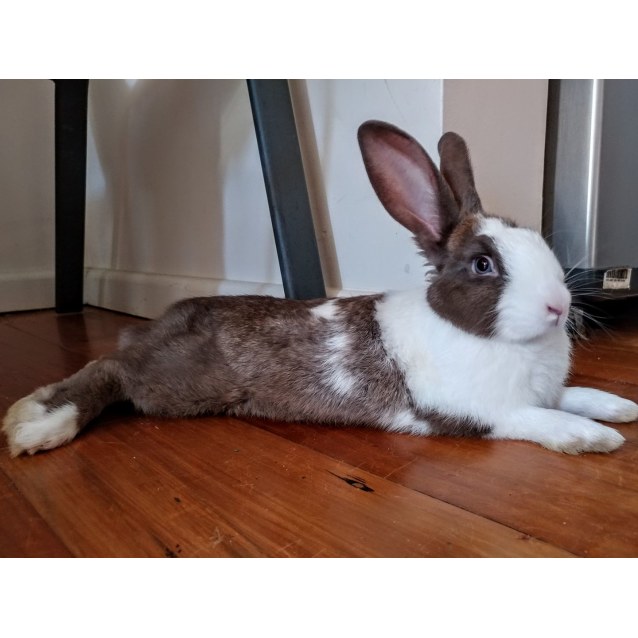 female dutch rabbit