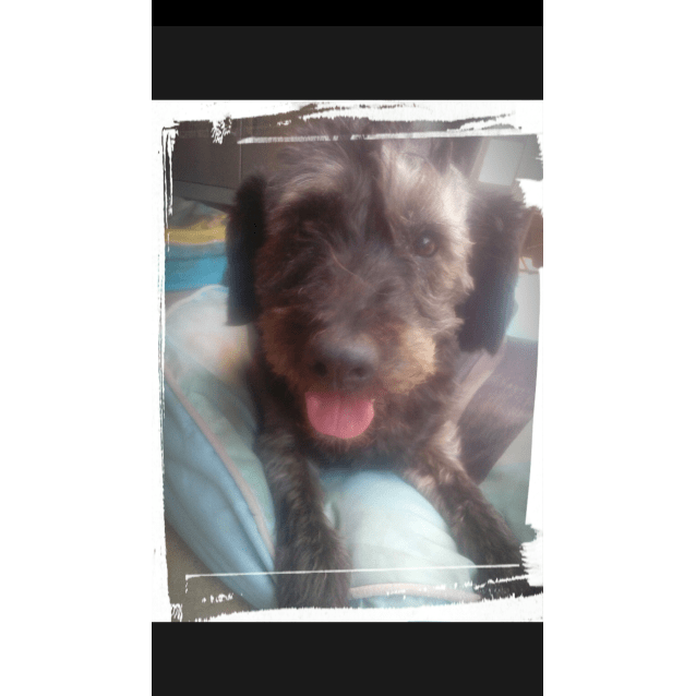 hairy cocker spaniel