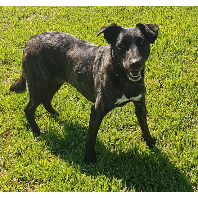 Nella Medium Female Australian Shepherd x Kelpie Mix Dog in WA PetRescue