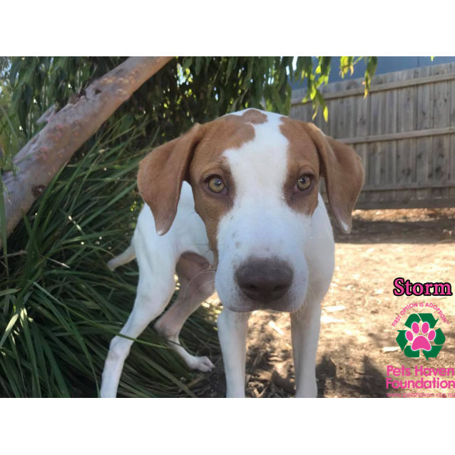 ridgeback pointer mix