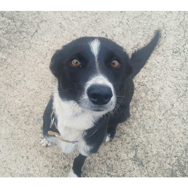 mcnab kelpie mix