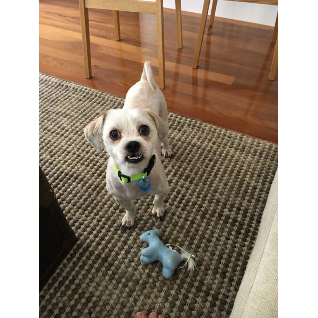 Prince & Fluffy - Small Male Maltese x Shih Tzu Dog in QLD ...