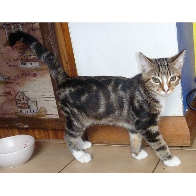 marbled cat domestic