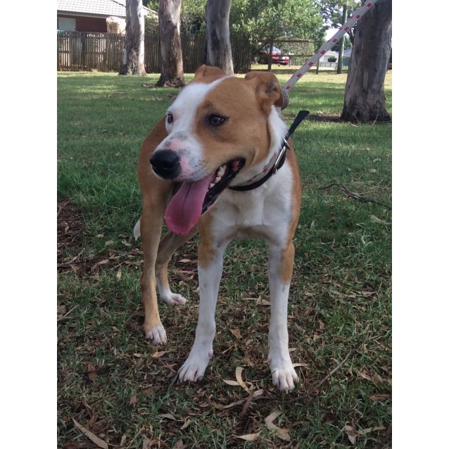 Barney Medium Male Border Collie X American Staffordshire Bull