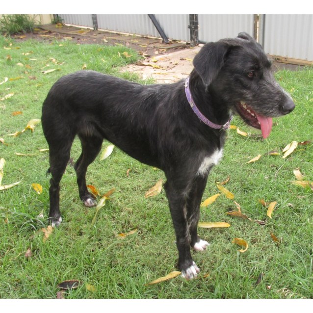 irish wolfhound x mastiff