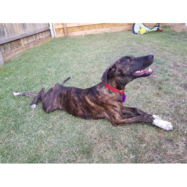 Bilko Large Male Great Dane x Irish Wolfhound Mix Dog in VIC PetRescue