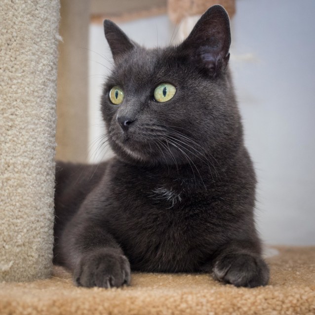 Waynoka On Trial With My New Family Female British Shorthair X Domestic Short Hair Cat In Wa Petrescue