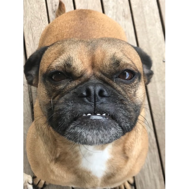 Droll Bulldog Pug Mix