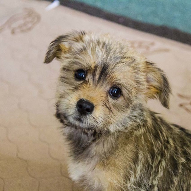 maltese mixed with chihuahua