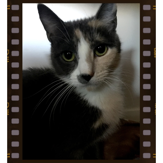Mittens The Grey Calico Cat Female Domestic Short Hair Cat In