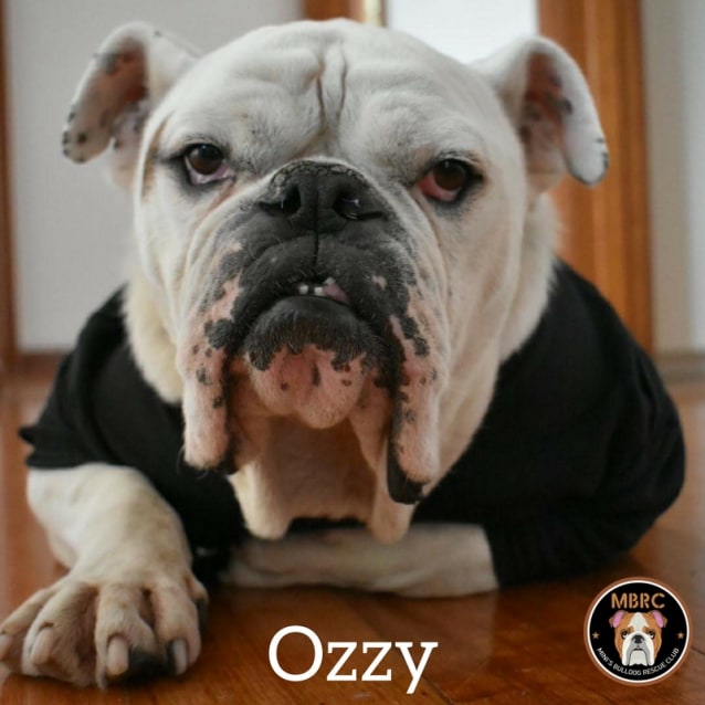 Ozzy the Bulldog - Medium Male Australian Bulldog Dog in VIC - PetRescue