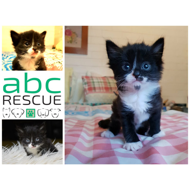Homer Male Domestic Medium Hair Cat In Qld Petrescue