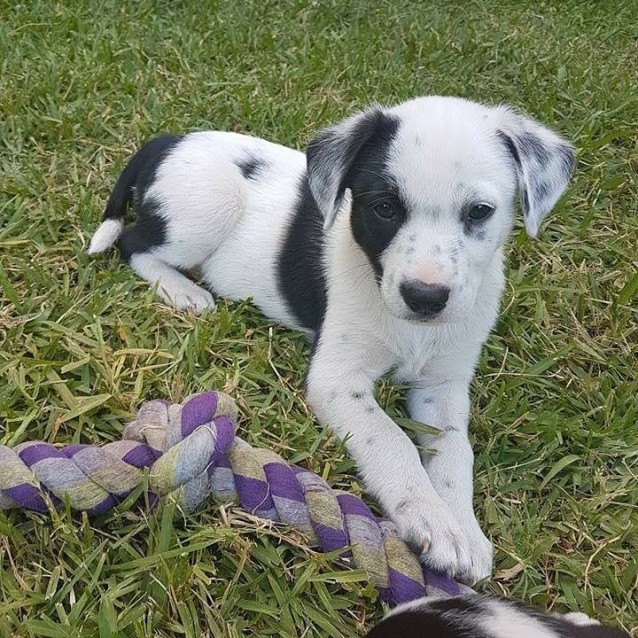 dalmatian and border collie mix