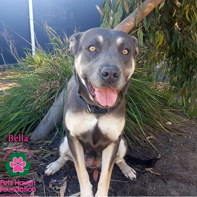 Bella Large Female Husky x Mastiff Mix Dog in VIC PetRescue