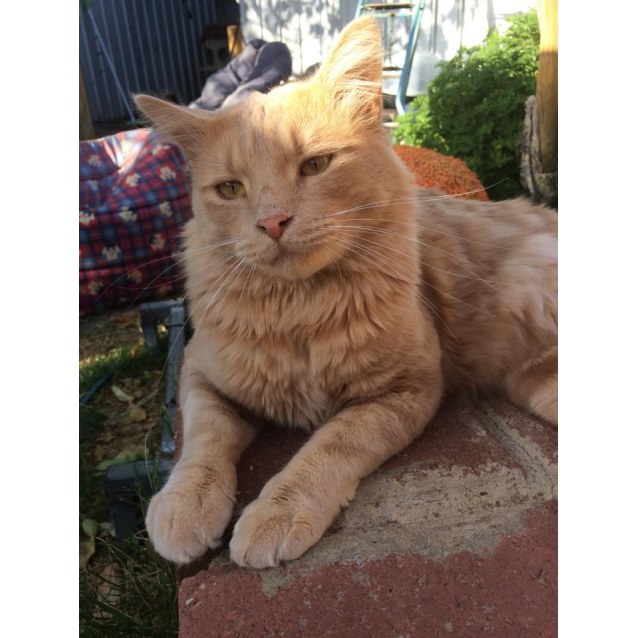 Mr Handsome Male Domestic Medium Hair Cat In Sa Petrescue