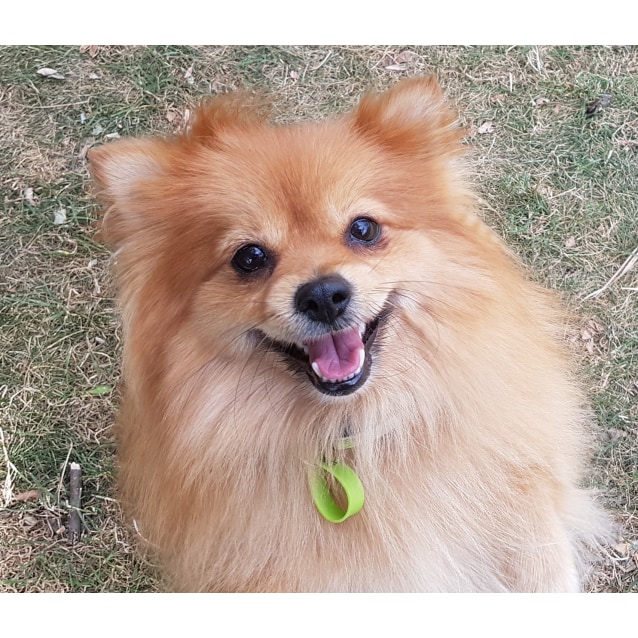 Princess Small Female Pomeranian Dog In Vic Petrescue