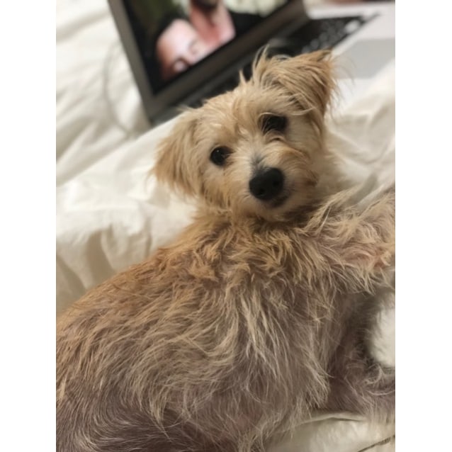 Frankie - Small Female Maltese x Mini Pinscher Mix Dog in ...