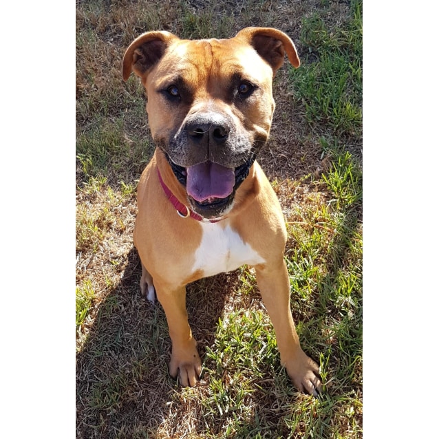 Hughie - Large Male American Bulldog x Boxer Mix Dog in WA - PetRescue