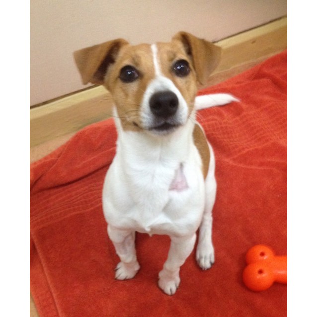 Rex Small Male Jack Russell Terrier Dog in VIC PetRescue