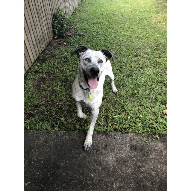 Cattle Dog Cross Bullmastiff Australian Staffy X Cattle Bull Arab