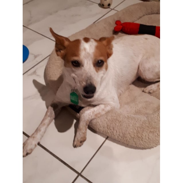 jack russell in chinese