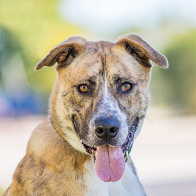 Axle DB356 - Large Male Alaskan Malamute x American Staffordshire ...