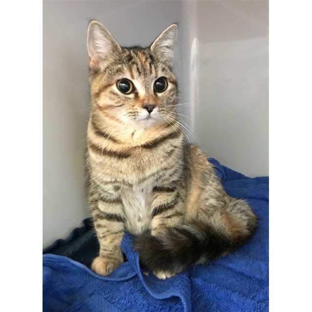 Shelly - Female Australian Mist Mix Cat in QLD - PetRescue