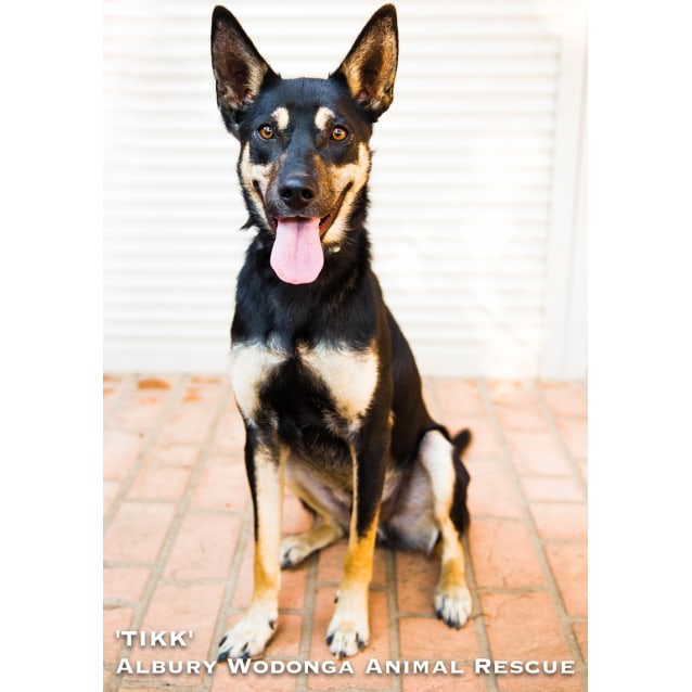 kelpie cross german shepherd temperament