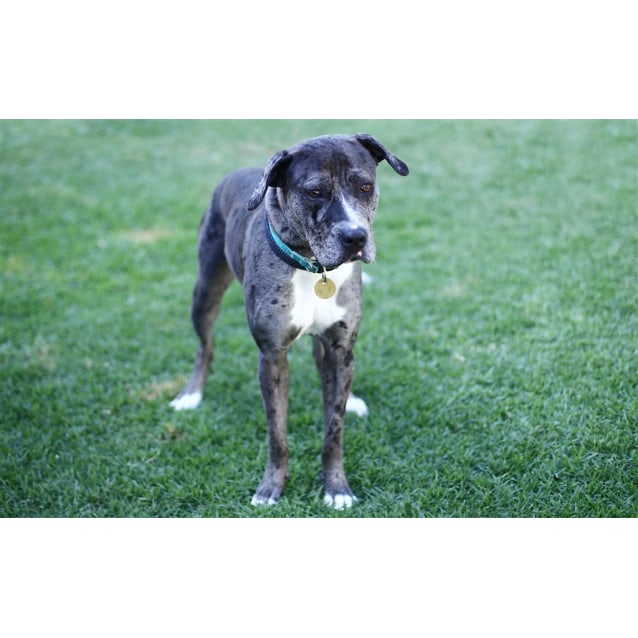 great dane cross staffy