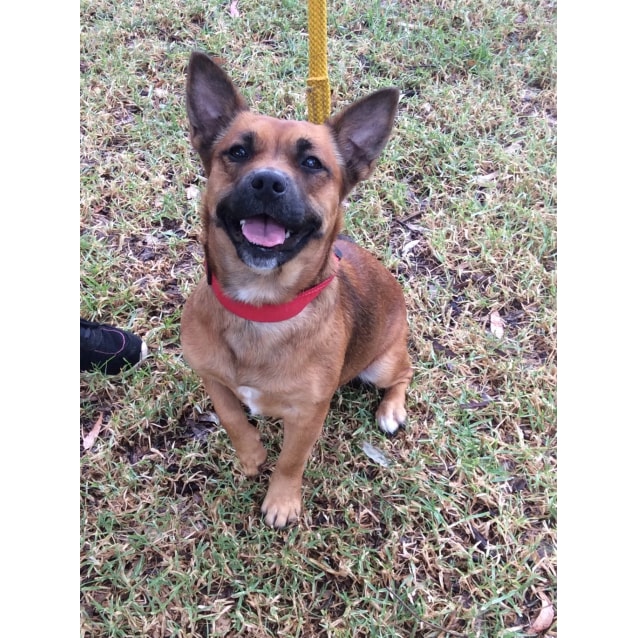 pomeranian bull terrier mix