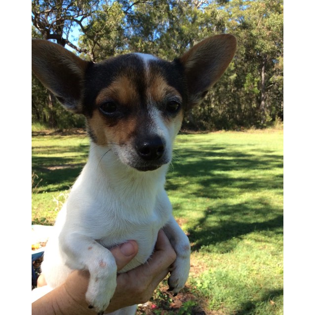 fox terrier mixed with chihuahua