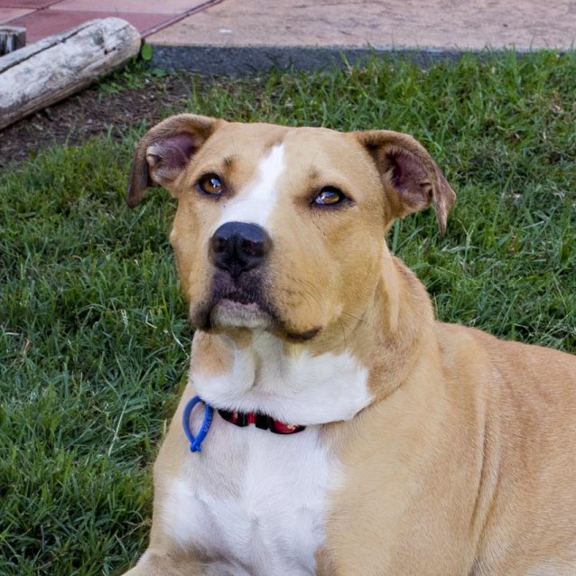 bull arab x cattle dog