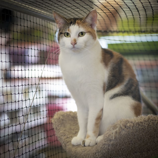 Ceola On Trial With My New Family Female Domestic Short Hair