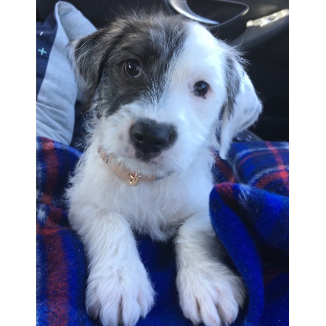 Medium Male Maltese x Staffy Mix Dog in 