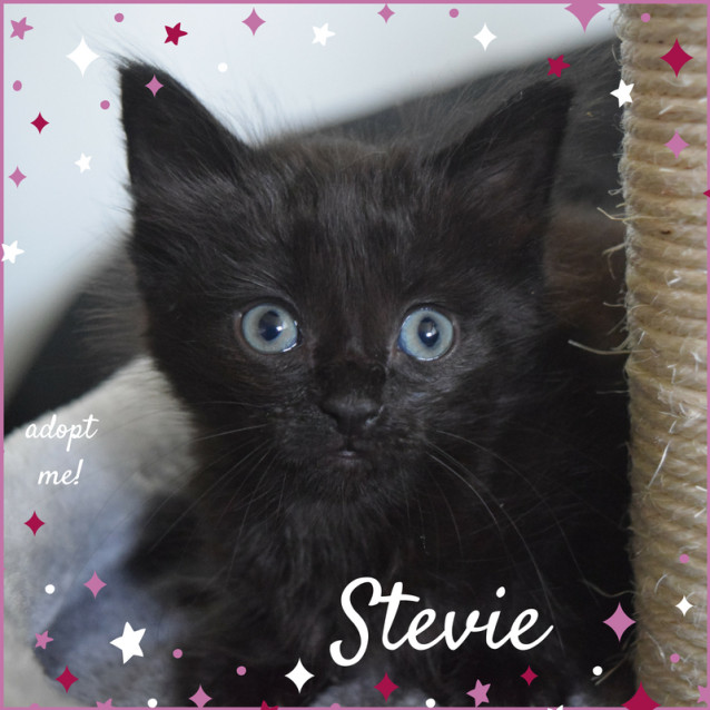 Stevie Kitten On Trial 21 5 2018 Male Domestic Short Hair Cat In Nsw Petrescue