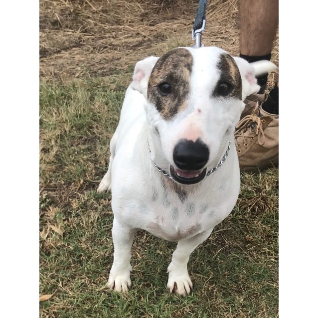 bull terrier jack russell