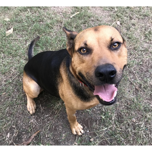 Sarge Large Male German Shepherd x English Staffordshire Bull Terrier Mix Dog in QLD PetRescue