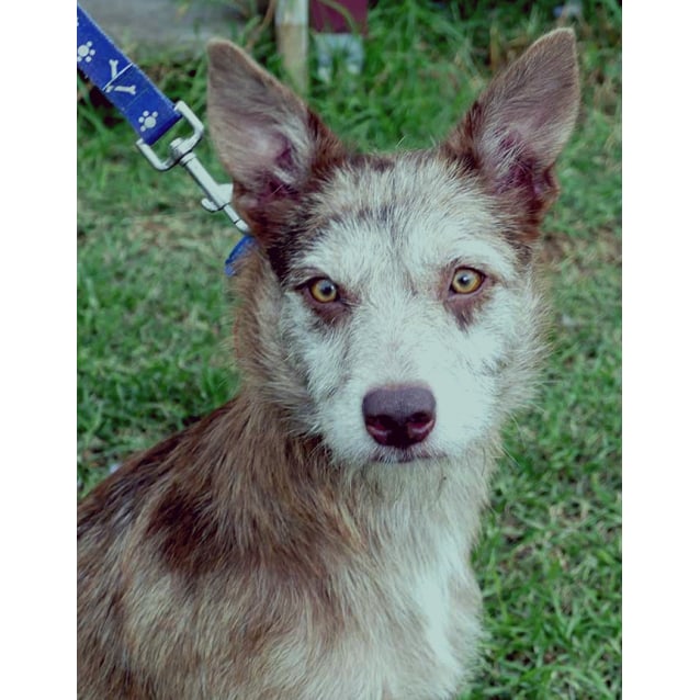 catahoula kelpie
