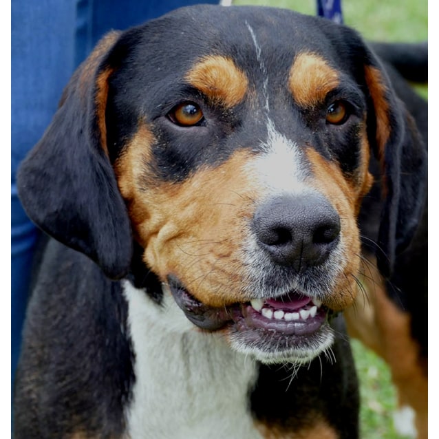 beagle cross rottweiler