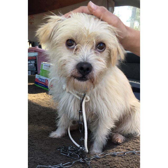 jack russell terrier maltese mix