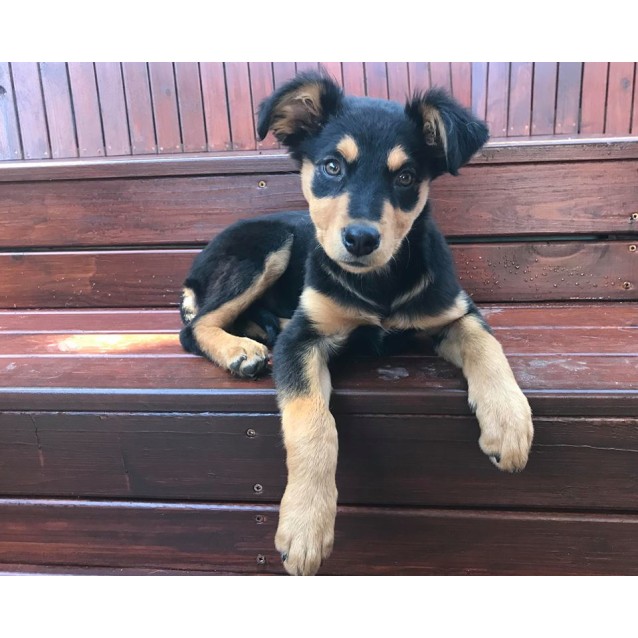 catahoula kelpie